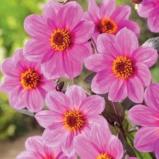 Dahlie Knolle Blüten