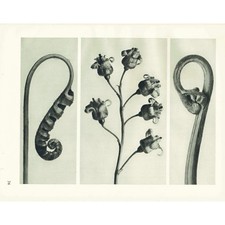 1929 FERN & BRACKEN Druck -