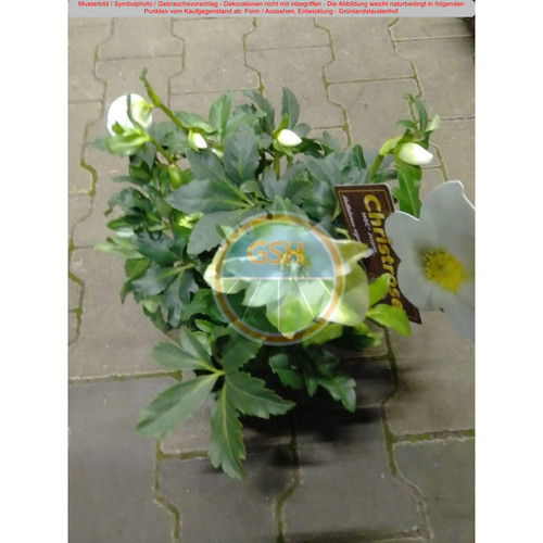 Helleborus niger christrose - helleborus,