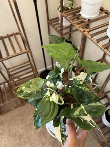 Syngonium albo variegated - variegated, 6"