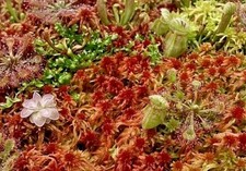 Sphagnum Moos🌈 rot/grün