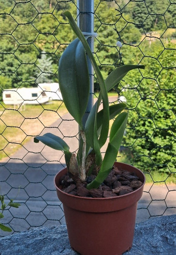 Cattleya labiata var - ., alba