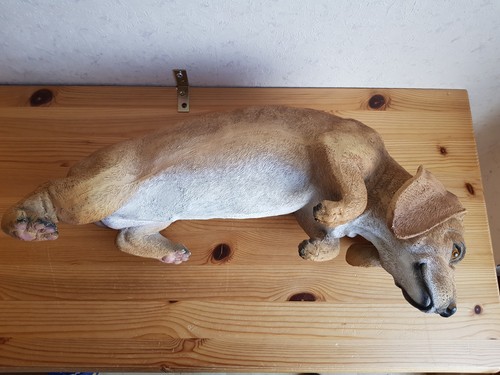 Zaungucker hund welpe - 💖zaungucker,