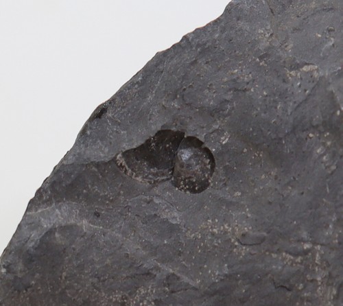 Brachiopode lingula - brachiopode,,