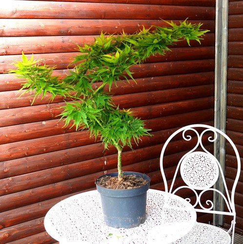 Acer palmatum mikawa - acer,