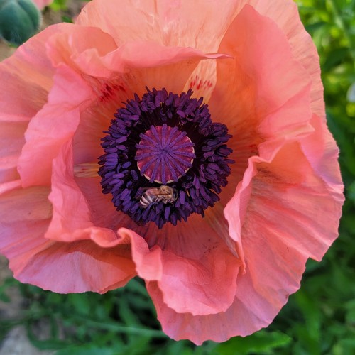 Türkischer mohn lachsrosa - türkischer,