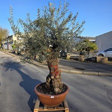 Olivenbaum "Olea Europaea"