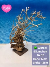 🌳Aquarium Garnelen Wurzel