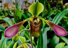 Paphiopedilum Species lowii