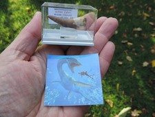 schöner Zahn vom Plesiosaurus aus Marokko