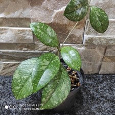 Porzellanblume, Hoya Crassipetiolata Splash Leaves, Ableger mit 9cm Topf
