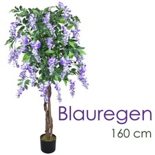 Blauregen Glyzinie Wisteria