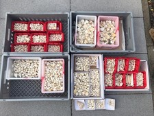 Pariser Becken; Einmalige Sammlung fossiler Schnecken und Muscheln; Barton; TOP!