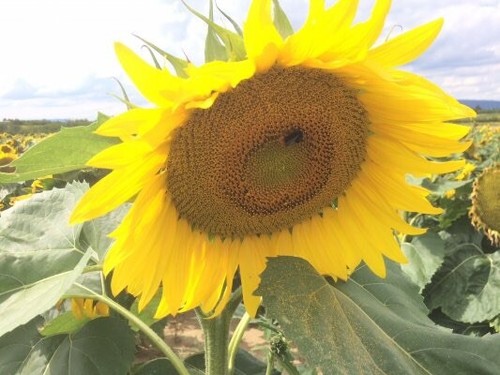 Sonnenblumenkerne gestreift - , 20