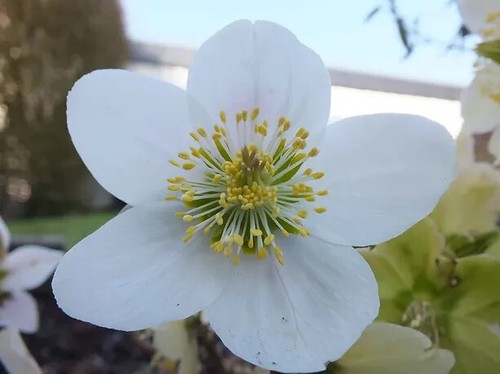Sale3054 helleborus christrose - helleborus,
