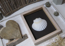 RÄDER DESIGN Jakobsmuscheln 4 St Meer Geschenk Tischdeko maritim DEKO neu NP  9€