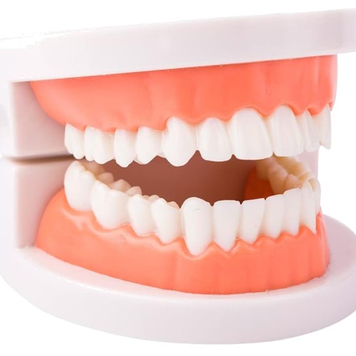 Standard dental study modell - standard,