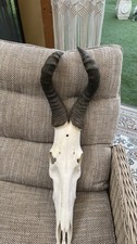 Antilope Trophäe XXL Schädel