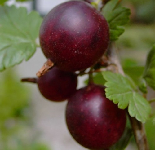 Redeva dunkelrote - redeva, (s)