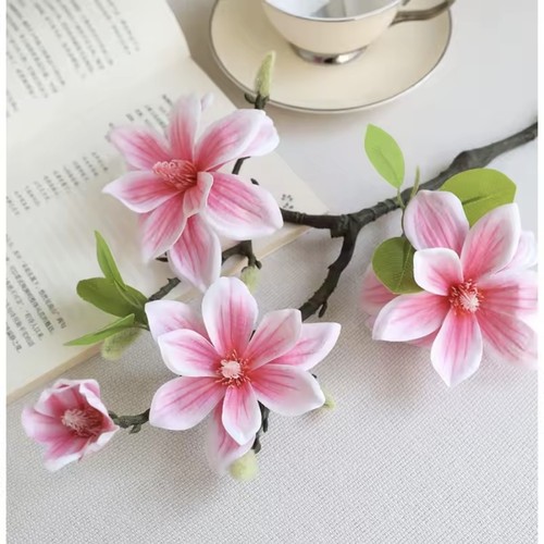 Magnolie magnolienzweig - magnolie,