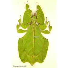 Phyllium bioculatum