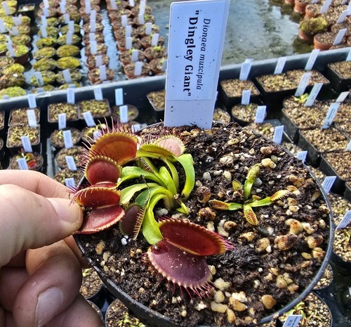 Dionaea muscipula dingley - dionaea,