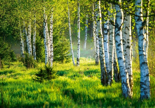 Wald birkenwald natur - natur, vlies