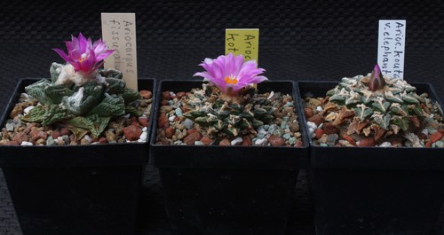 Set ariocarpus hintonii - 3-set, ariocarpus,