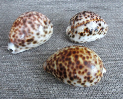 Kauri muschel 6 - 3x,