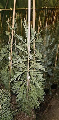 Sequoiadendron giganteum