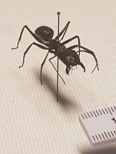 Camponotus Gigas Weibchen 35 mm