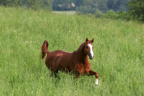 20kg country horse - 5,29€/kg,