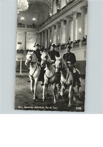 Reitsport pferdesport - reitsport,
