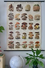 VINTAGE | SCHULWANDKARTE Pilze