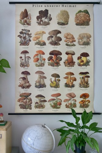 Vintage schulwandkarte pilze - vintage,