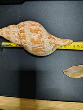 Very nice shell big - very,