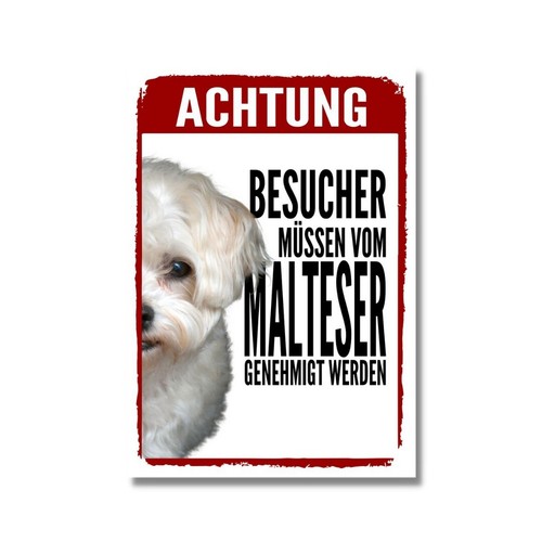 Malteser genehmigung dog - malteser,