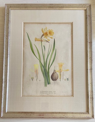 Altkolorierte lithographie - altkolorierte,