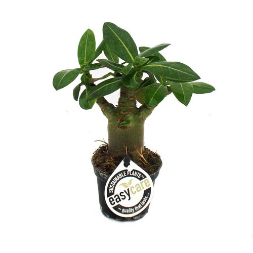 Exotenherz mini wüstenrose - exotenherz, mini-wüstenrose