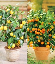 Zitronen- & Orangenbaum,2