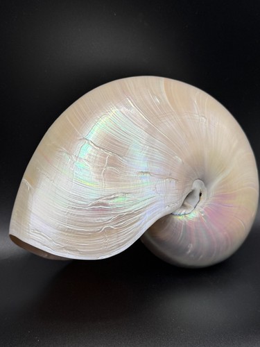Wunderschöne große nautilus - große,