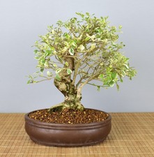 Bonsai Indoor, Taubenbeere