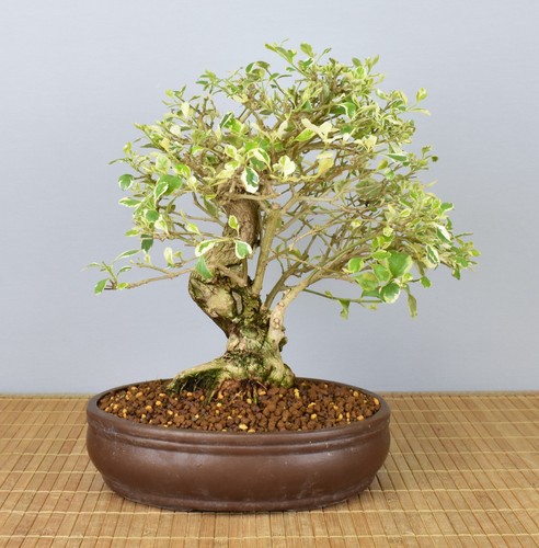 Bonsai indoor taubenbeere - indoor,,
