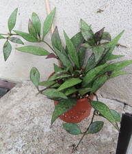 Hoya Wachsblume Porzellanblume parviflora (Einzelstück)