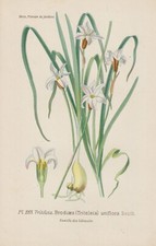 Frühlingsstern (Ipheion