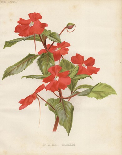 Impatiens hawkeri indonesien - impatiens,