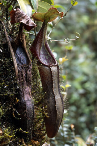 Nepenthes izumiae - izumiae,