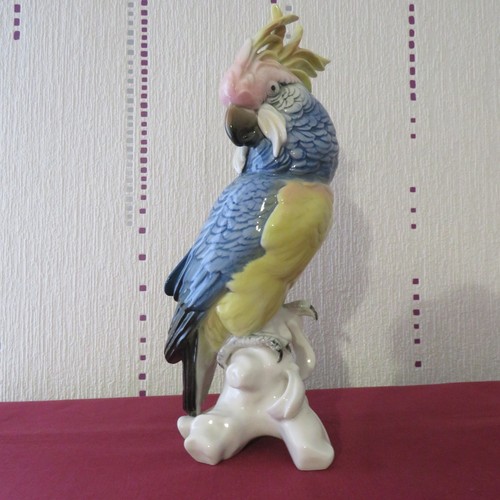 Großer papagei krummschnabel - großer,