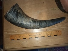 ## Wasserbüffelhorn - Büffelhorn  - Rinderhorn - naturbelassen - ca. 42 cm  ##