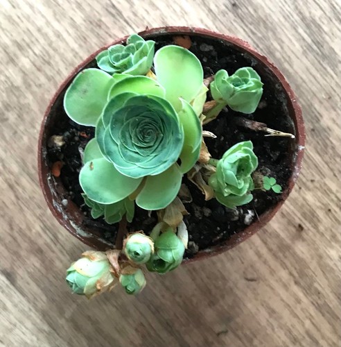 Aeonium aureum sukkulente - -,